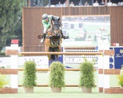 jumper Equitron Ornaat V (Belgian Warmblood, 2014, from Ut Majeur de Brecey)