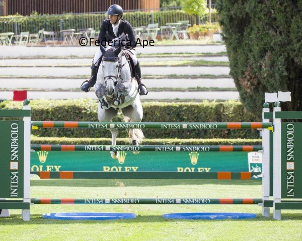 jumper Primo Dv (Belgian Warmblood, 2015, from Vigo d'Arsouilles)