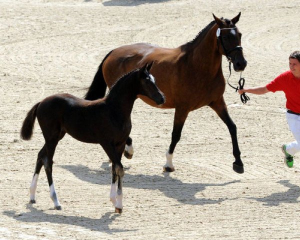 Zuchtstute Charlotte (Holsteiner, 2003, von Cassini I)