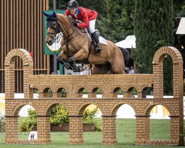 Springpferd High Star Hero (Belgisches Warmblut, 2013, von Zazu)
