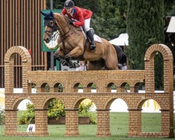 jumper High Star Hero (Belgium Sporthorse, 2013, from Zazu)
