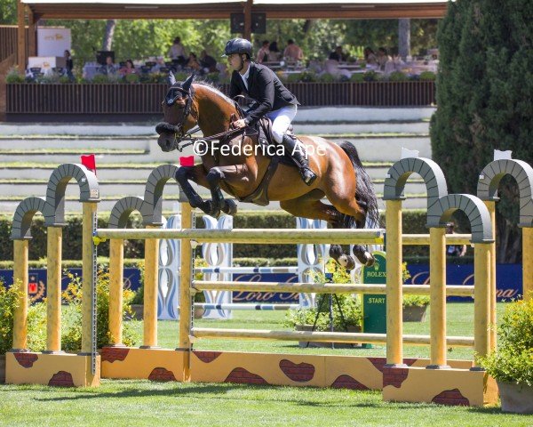 Springpferd Orleans van de Kruishoeve (Belgisches Warmblut, 2014, von Fantomas de Muze)