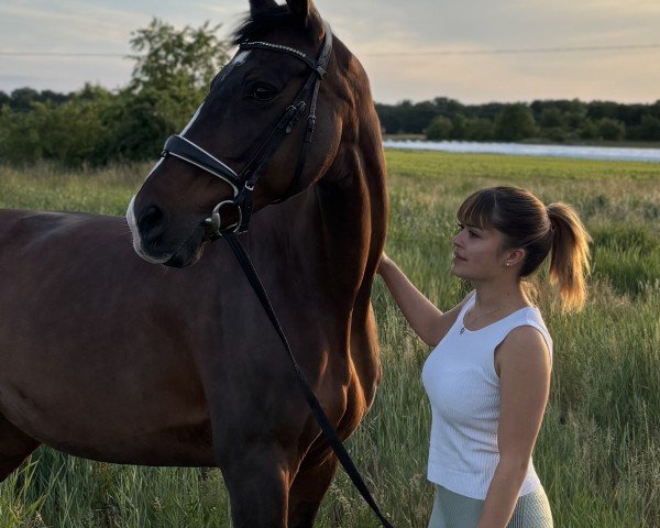 horse Chanel Sijgje (KWPN (Royal Dutch Sporthorse), 2007, from Sandro Hit)