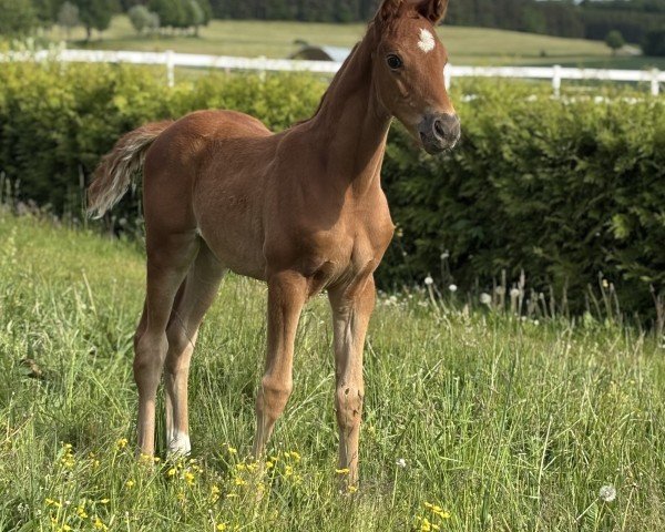 Fohlen von Haff... (Trakehner, 2025, von Haffruf)