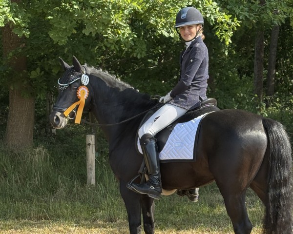stallion Chameur San (German Riding Pony, 2019, from Cayuga San WE)