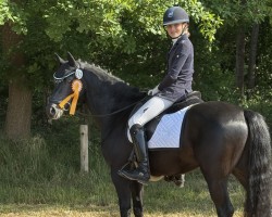 stallion Chameur San (German Riding Pony, 2019, from Cayuga San WE)