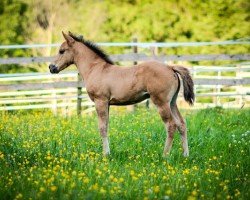 Fohlen QB Peanut King Sail (Quarter Horse, 2025)