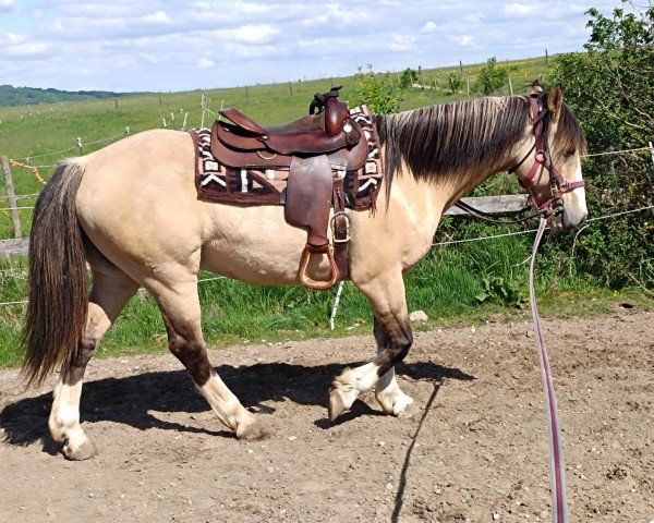 Pferd Titan (Criollo, 2019)