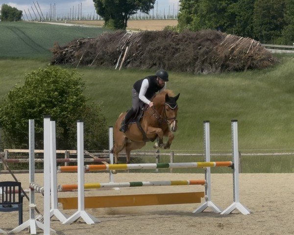 jumper Cool Michl (German Warmblood, 2019, from Coreggio)