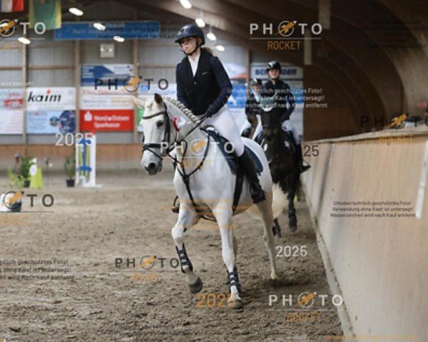 jumper Celebration 39 (Holsteiner, 2008, from Cardino)