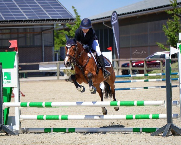 Springpferd Laffran Finale (Deutsches Reitpony, 2010, von Speyksbosch Nelson)
