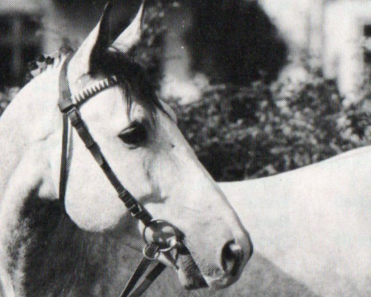 Deckhengst Rolex (Holsteiner, 1987, von Rolling Stone)