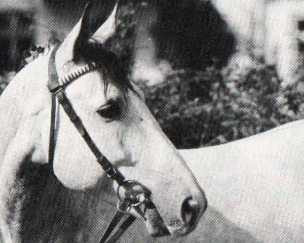 stallion Rolex (Holsteiner, 1987, from Rolling Stone)