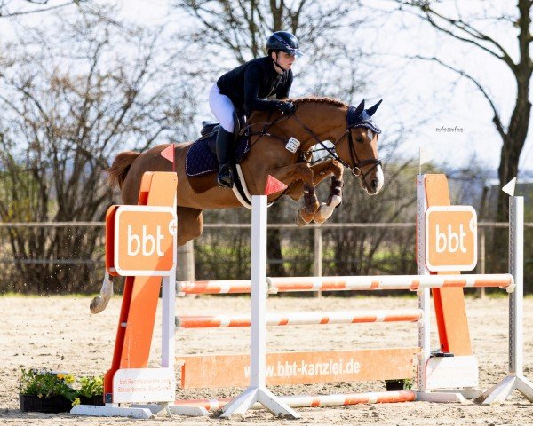 broodmare Disney Jo PJ (Hanoverian, 2021, from Don van het Parelshof Z)