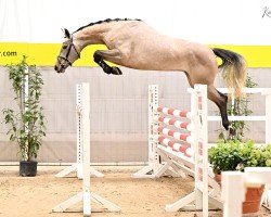 jumper Cantaloop PJ (Hanoverian, 2020, from Colman)