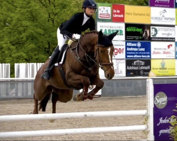 jumper Ornella Vh (Oldenburg show jumper, 2016, from Ogano Sitte)