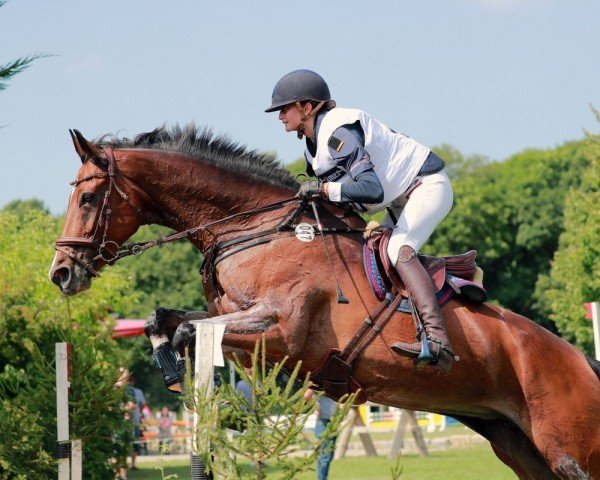 jumper Daily's Starlight (German Sport Horse, 2011, from Dambach)