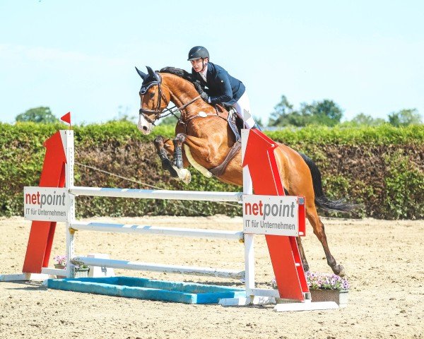 Springpferd Lord Calando 6 (Zangersheide Reitpferd, 2013, von Lord Chin)