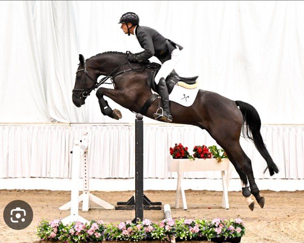 horse Ostwind PJ (Hanoverian, 2019, from Origi D'o)
