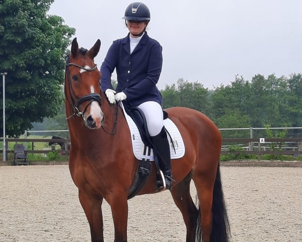 Dressurpferd Lessario (Holsteiner, 2017, von Lissaro)