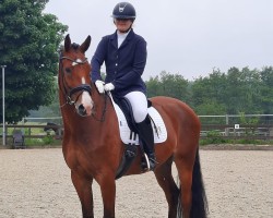 dressage horse Lessario (Holsteiner, 2017, from Lissaro)