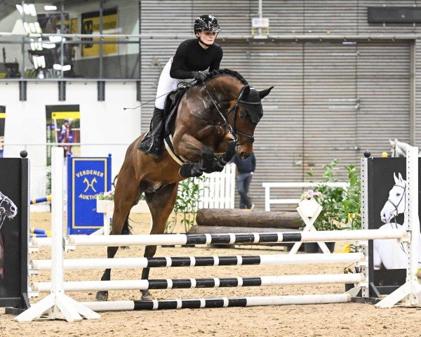 Pferd Check it out PJ (Hannoveraner, 2020, von K.i Checkter)
