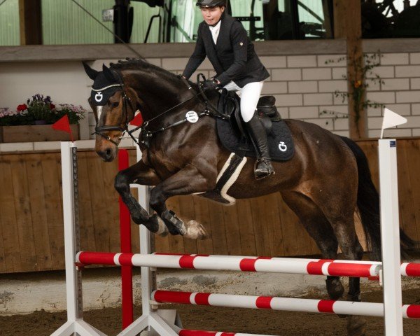 Springpferd Graziano 131 (Hannoveraner, 2013, von Graf Top)
