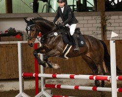 jumper Graziano 131 (Hanoverian, 2013, from Graf Top)