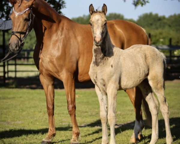 horse Ginella San (German Riding Pony, 2022, from Cayuga San WE)