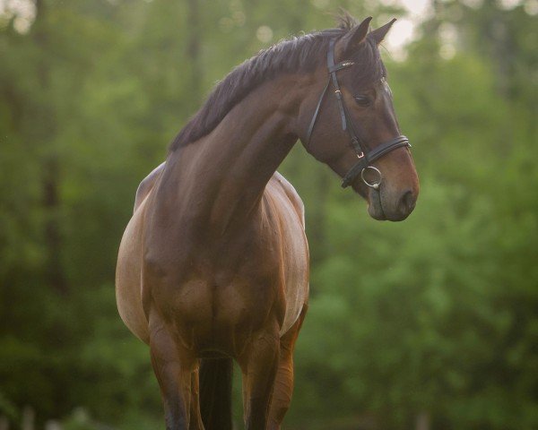 dressage horse Carl (Rhinelander, 2014, from Castellini)
