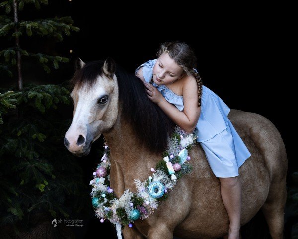 Pferd Login Las Vegas (Welsh Mountain Pony (Sek.A),  )