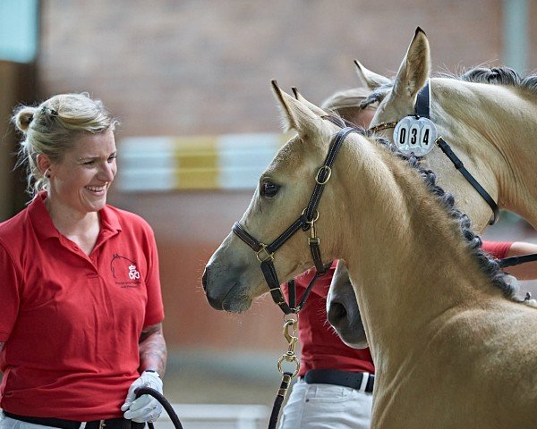 Pferd Dramatic Winona von der Winterlinde (Deutsches Reitpony, 2023, von Crown Dramatic)
