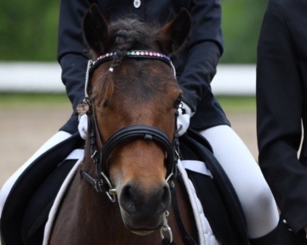 Zuchtstute Paula (Dt.Part-bred Shetland Pony, 2021, von Omar v.'t Olde Mulder)