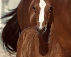 Caballo Karamia SW (Caballo de Salto Oldenburgués, 2024, de Chubakko)