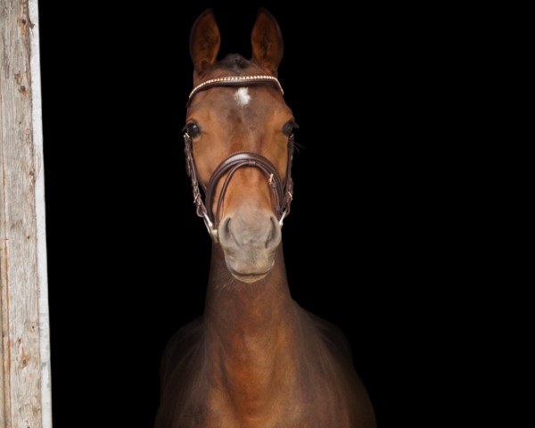 Pferd Relady (KWPN (Niederländisches Warmblut), 2021, von Arezzo)