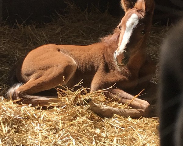 horse Camar Qaleni (Arabian purebred, 2021, from Camar Qbinec ox)