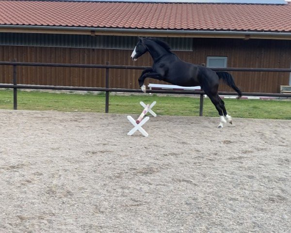 horse Goldberg's Ramina (Westphalian, 2020, from Goldberg)