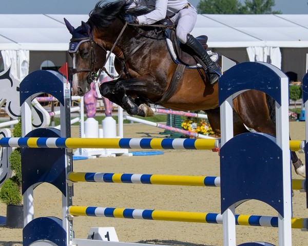 Springpferd DOMINO Z (Zangersheide Reitpferd, 2018, von Dominator 2000 Z)