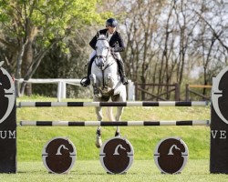 jumper Solid Blue (German Warmblood, 2016, from My Blue Pleasure)