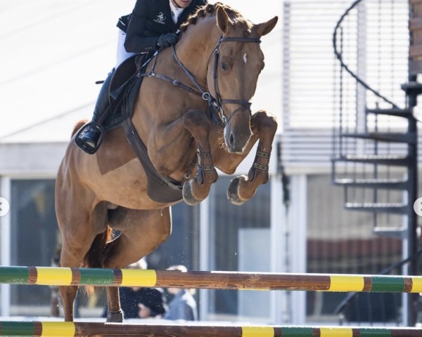 jumper Batistuta (KWPN (Royal Dutch Sporthorse), 2019)