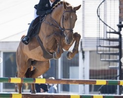 jumper Batistuta (KWPN (Royal Dutch Sporthorse), 2019)
