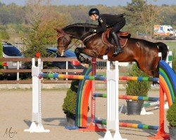 broodmare Bamboo (Oldenburg show jumper, 2006, from Bolero)