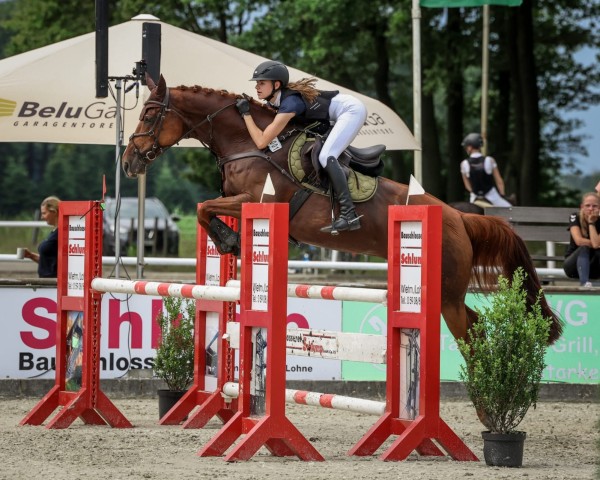 jumper Little Chestnut 4 (Oldenburg, 2014, from Landfein)