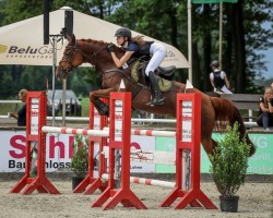 jumper Little Chestnut 4 (Oldenburg, 2014, from Landfein)