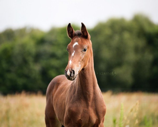 Pferd Agathe C.G. (Deutsches Sportpferd, 2024, von Aberdeen Z)