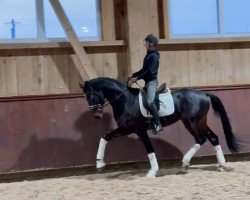 Pferd Lord Asgard MM (Oldenburger, 2022, von Lord Europe)
