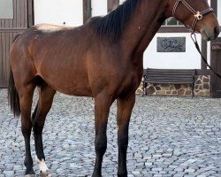 horse Dream Horse S (Oldenburg, 2023, from Dynamic Dream)