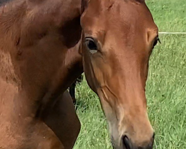 horse Lorena Francis S. (Oldenburg, 2024, from Franklin)