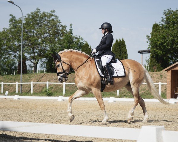 dressage horse Candy Crush 3 (Haflinger, 2013, from Walzertraum)