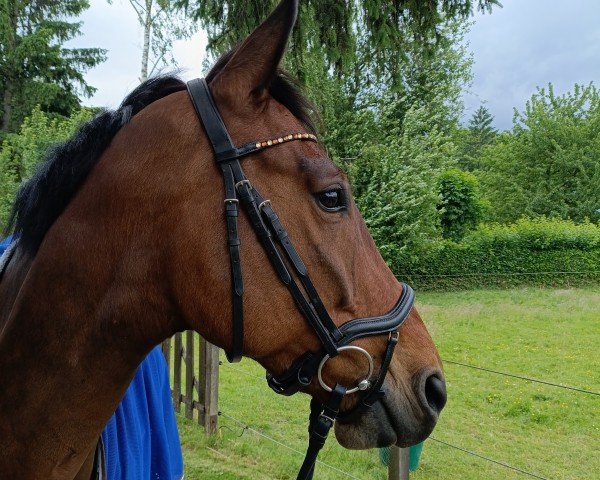 Springpferd Silvano B (Hannoveraner, 2017, von Stolzenberg)